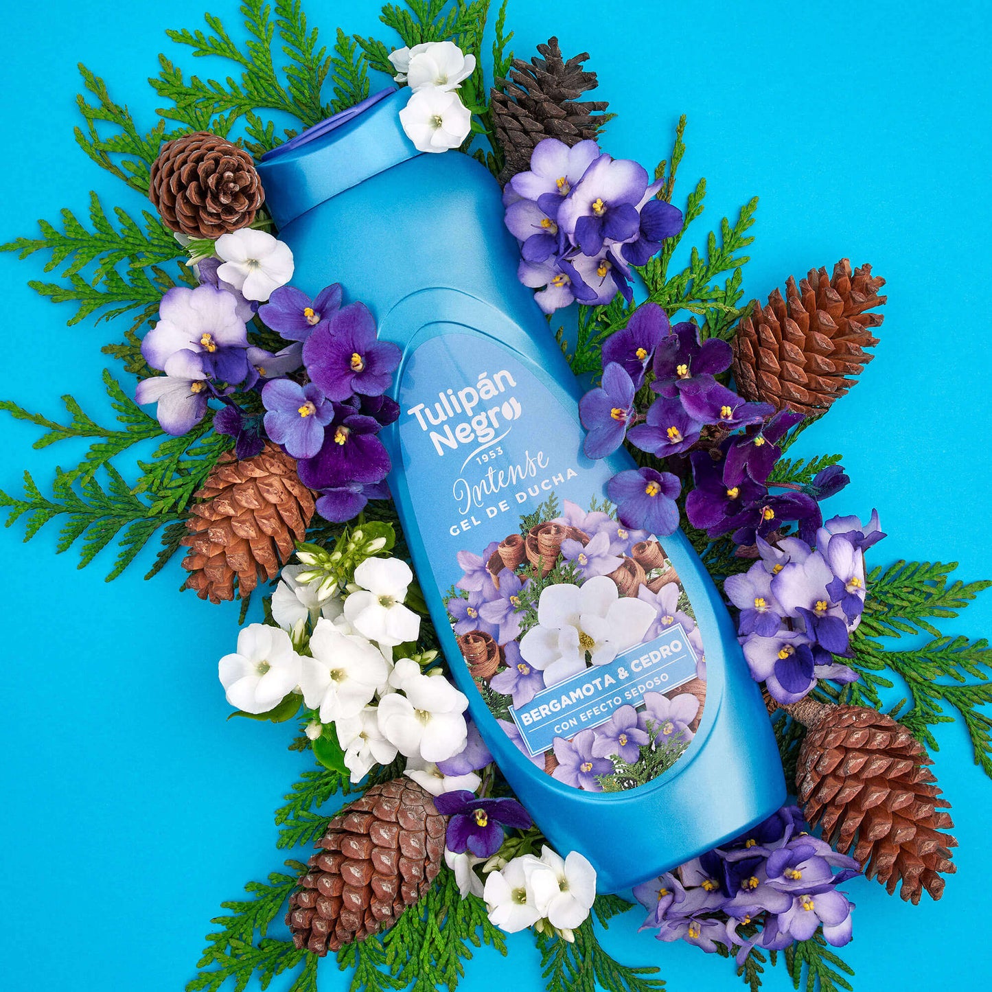 Tulipan Negro Bergamota & Cedro